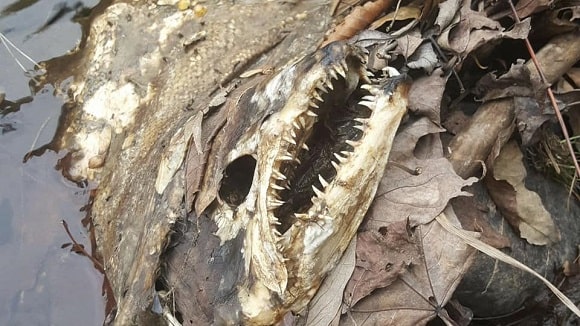 a decomposed king salmon on a river bank