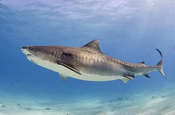 a giant tiger shark swimming in the ocean