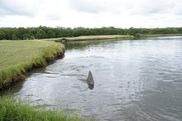 a bull shark cruising in the carbrook golf club pond