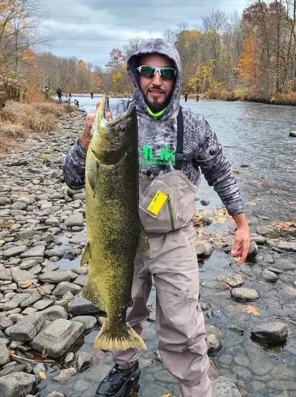 a spin angler on a river bank holding a giant spawned out king salmon