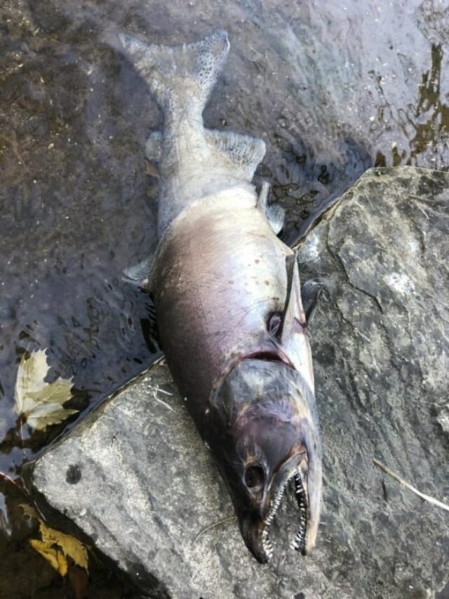 Zombie Salmon: Spawn of the Living Dead!