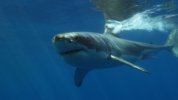 a big great white shark swimming beneath the surface