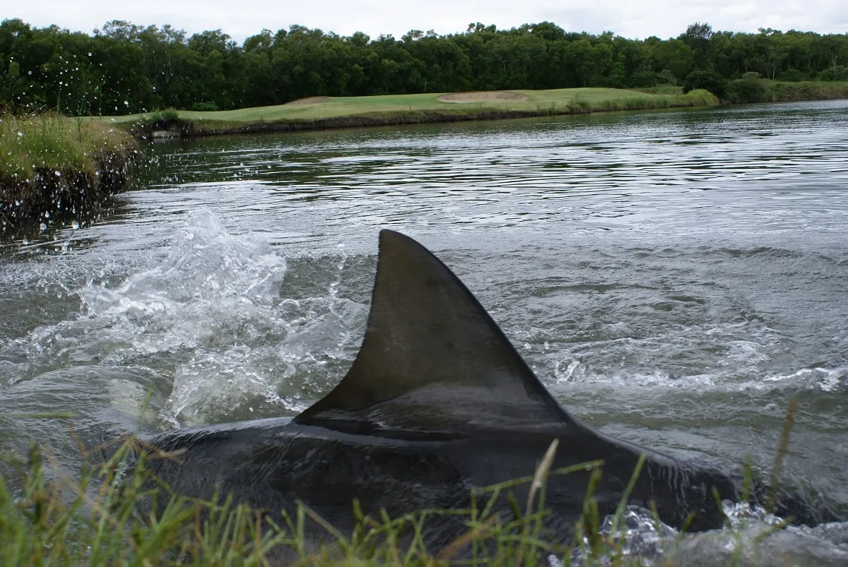 a cruising shark in the carbrook golf course pond in Australia