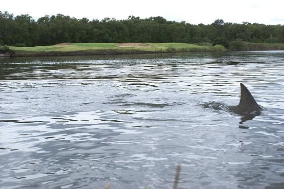 a big bull shark in a golf course pond in Brisbane