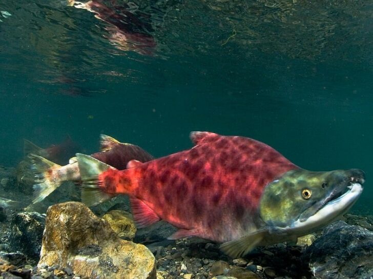 Will Bristol Bay’s Waters Teem with Red Gold? Unveiling the 2024 Sockeye Salmon Forecast