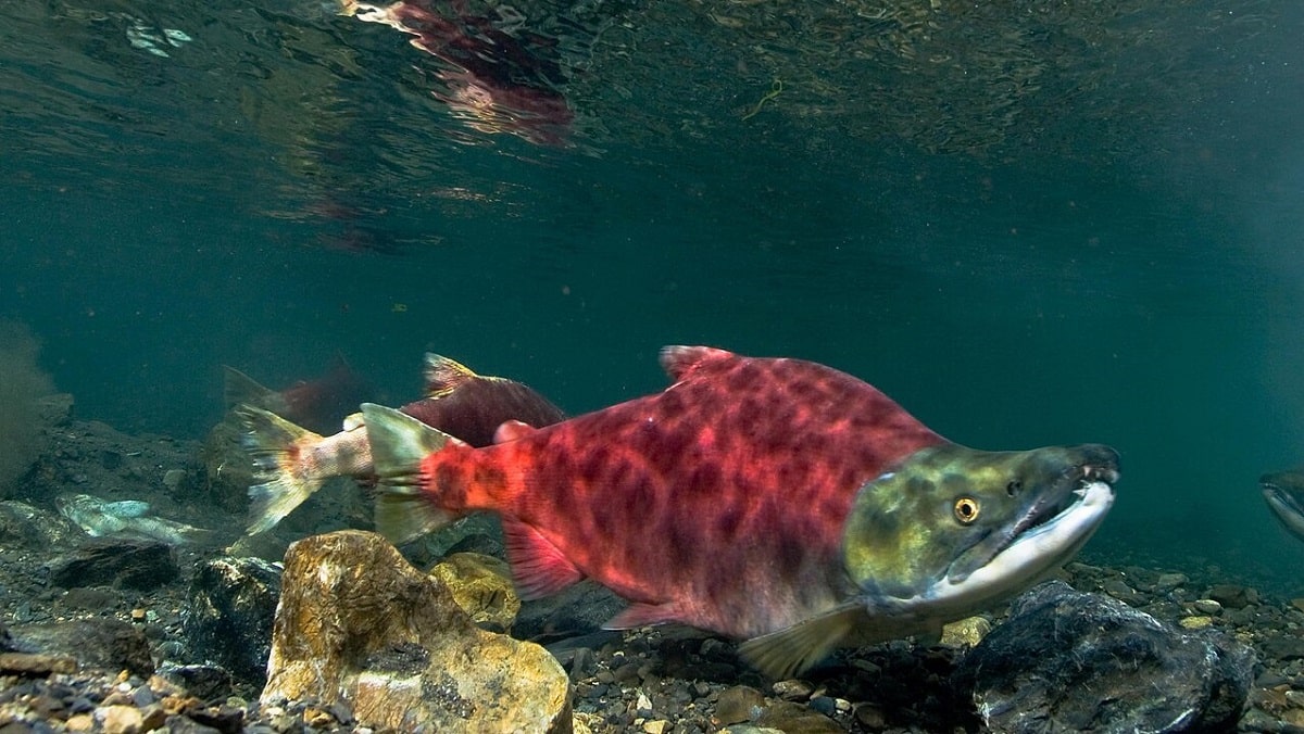 a big sockeye salmon in the Bristol Bay area in Alaska