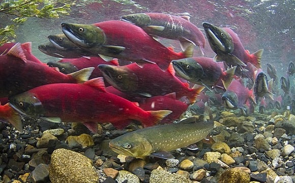 a group of bristol bay sockeye salmon swimming against the stream