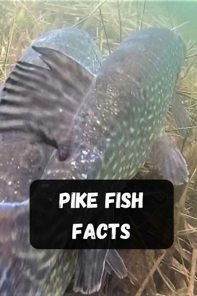 Pike fish facts category card