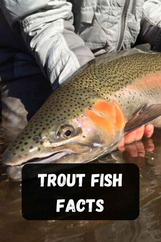 the strike and catch trout fish facts section