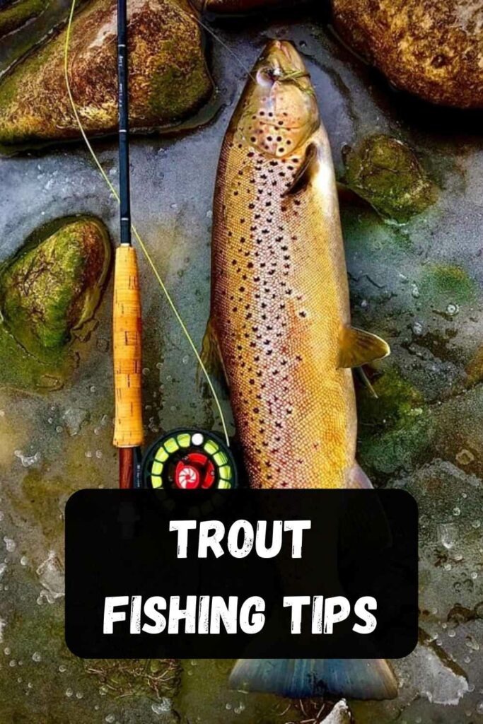the strike and catch trout fishing tips section