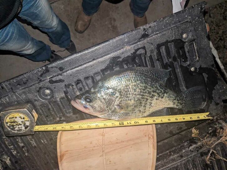Certified Kansas Trophy Crappie Removed From Record Books – Angler Baffled