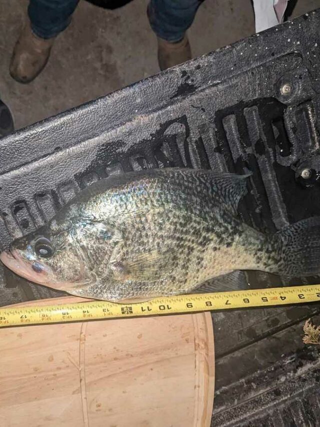 Kansas Record Crappie Removed from Record Books